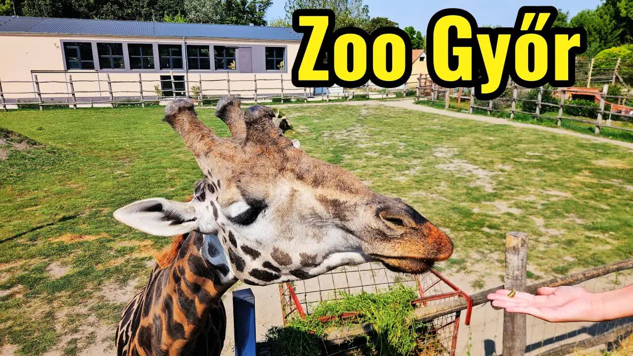 Csodálatos nap a Győri Állatkertben