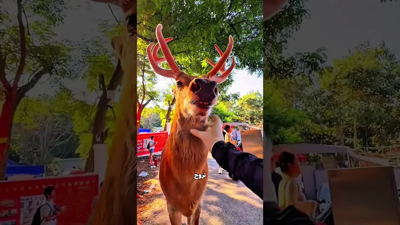 قصة الرجل الذي ساعد غزالة تحك ظهرها