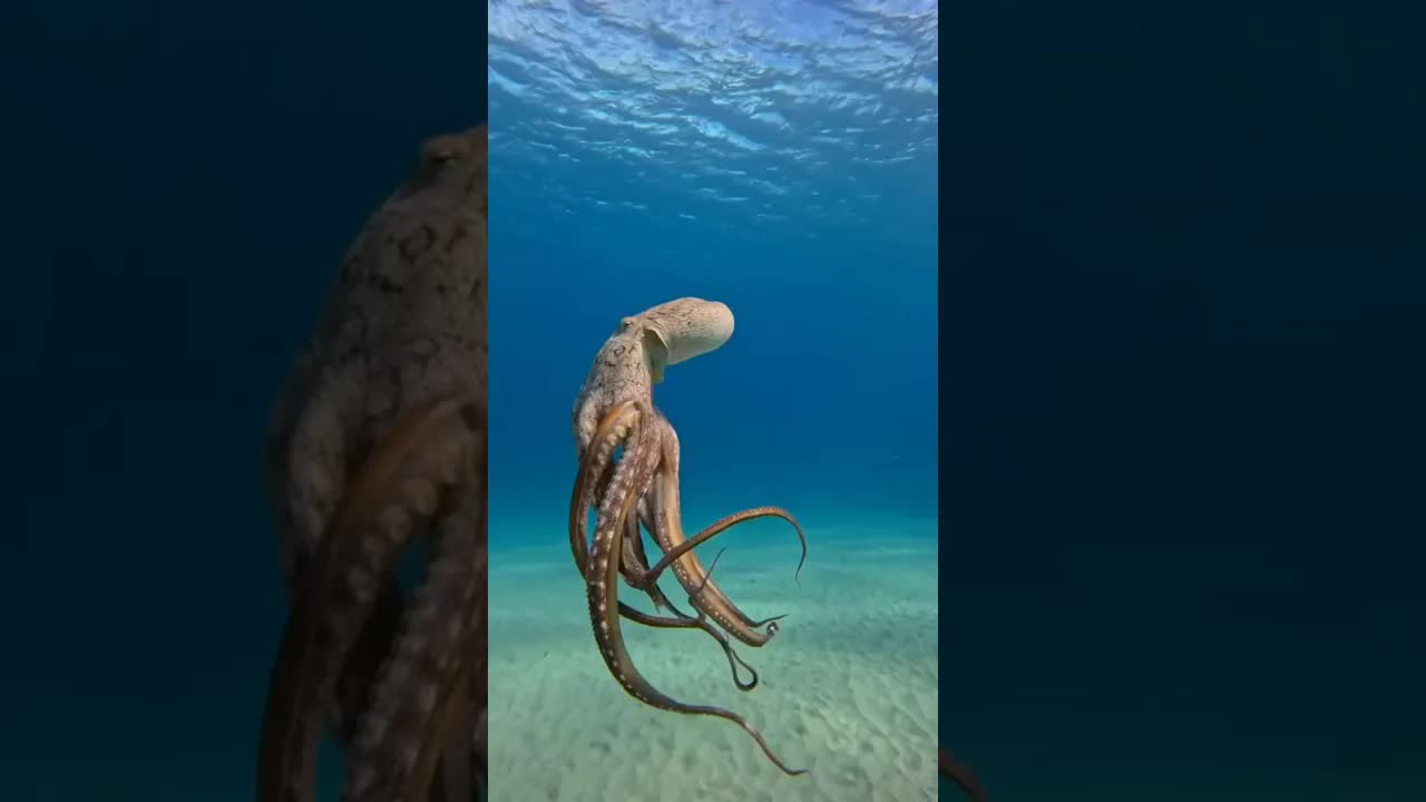 Octopus Intelligence And Survival Skills