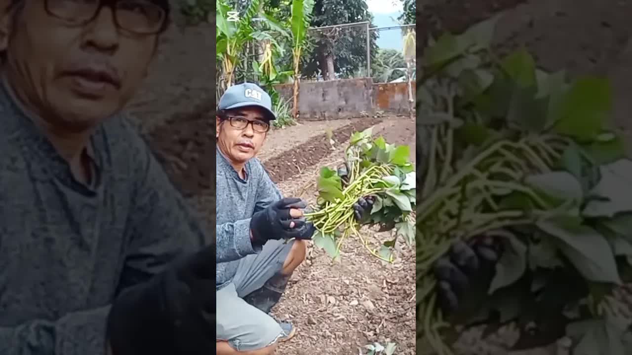 Paano magtanim at maghanda ng kamote cuttings