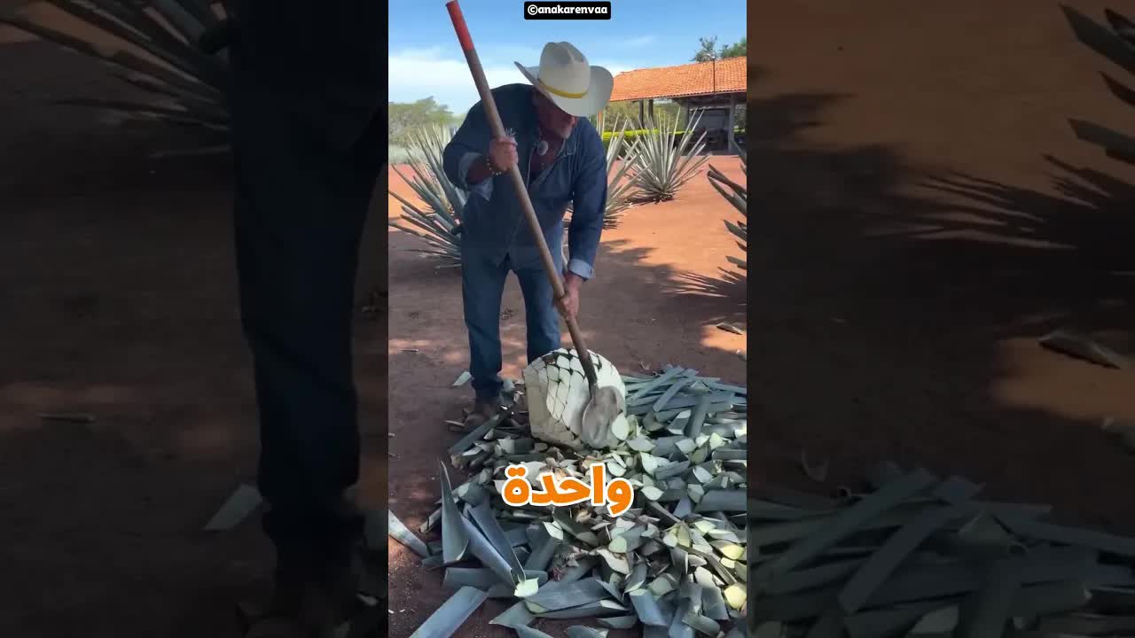 الكنز الذي كان مخفي داخل الشجرة