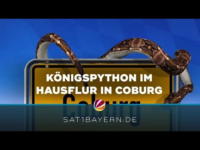 Königspython in Coburger Hausflur gefunden