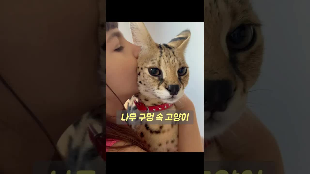 버려진 서벌 고양이 발견과 입양 이야기