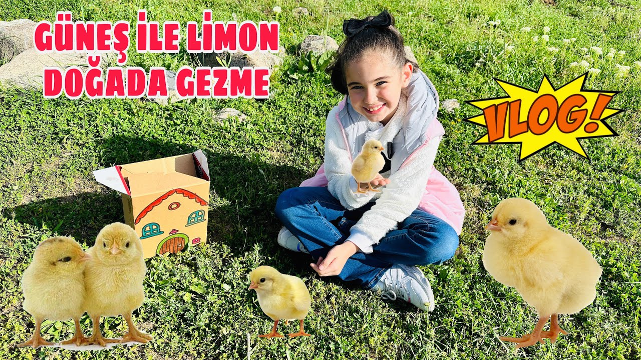 Civcivlerimizi İlk Defa Doğa Gezmesine Çıkardık