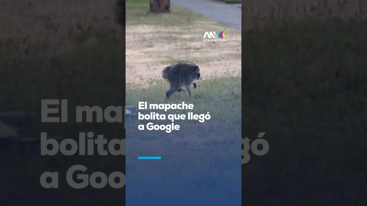 Jimoty, el mapache redondito que se hizo famoso