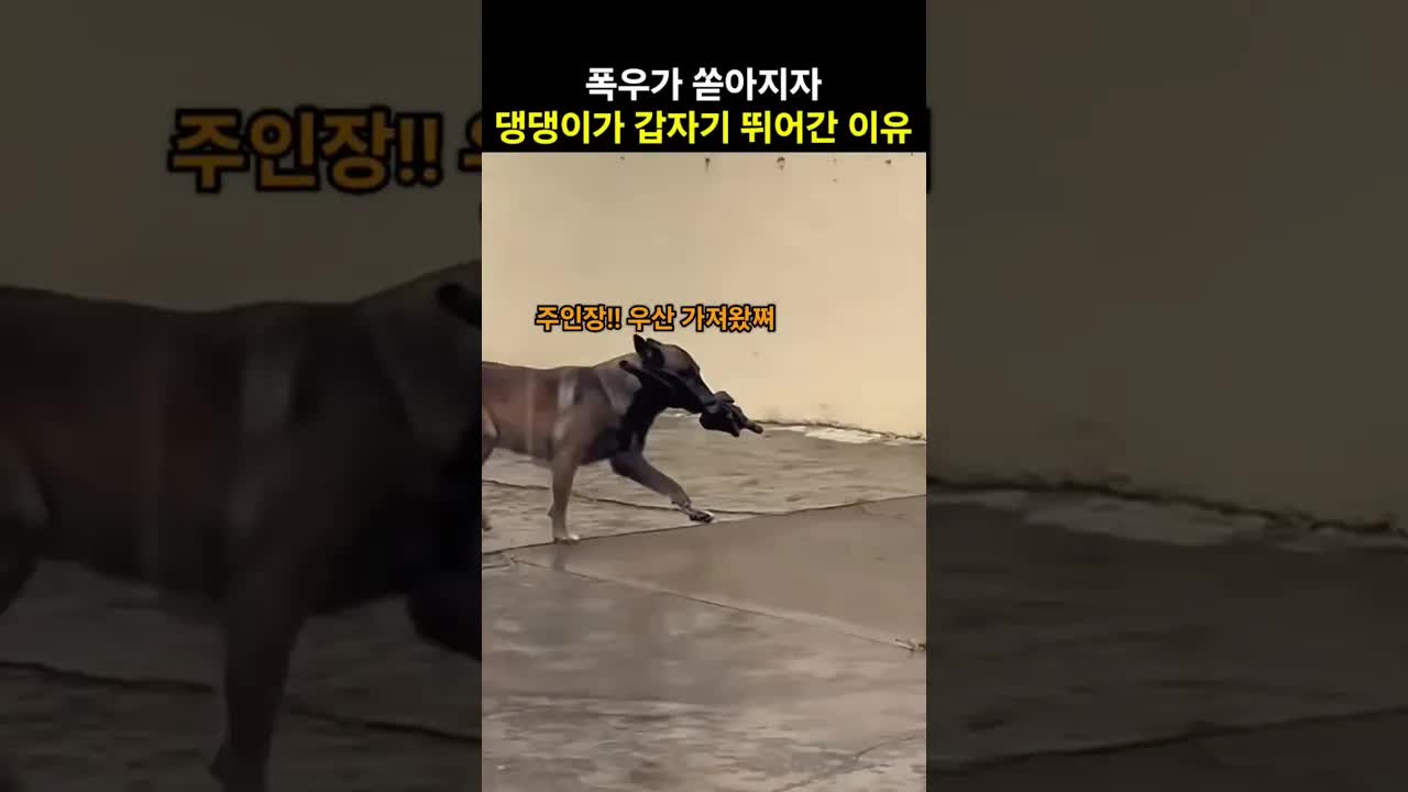 비 오는 날 댕댕이가 우산을 가져온 이유