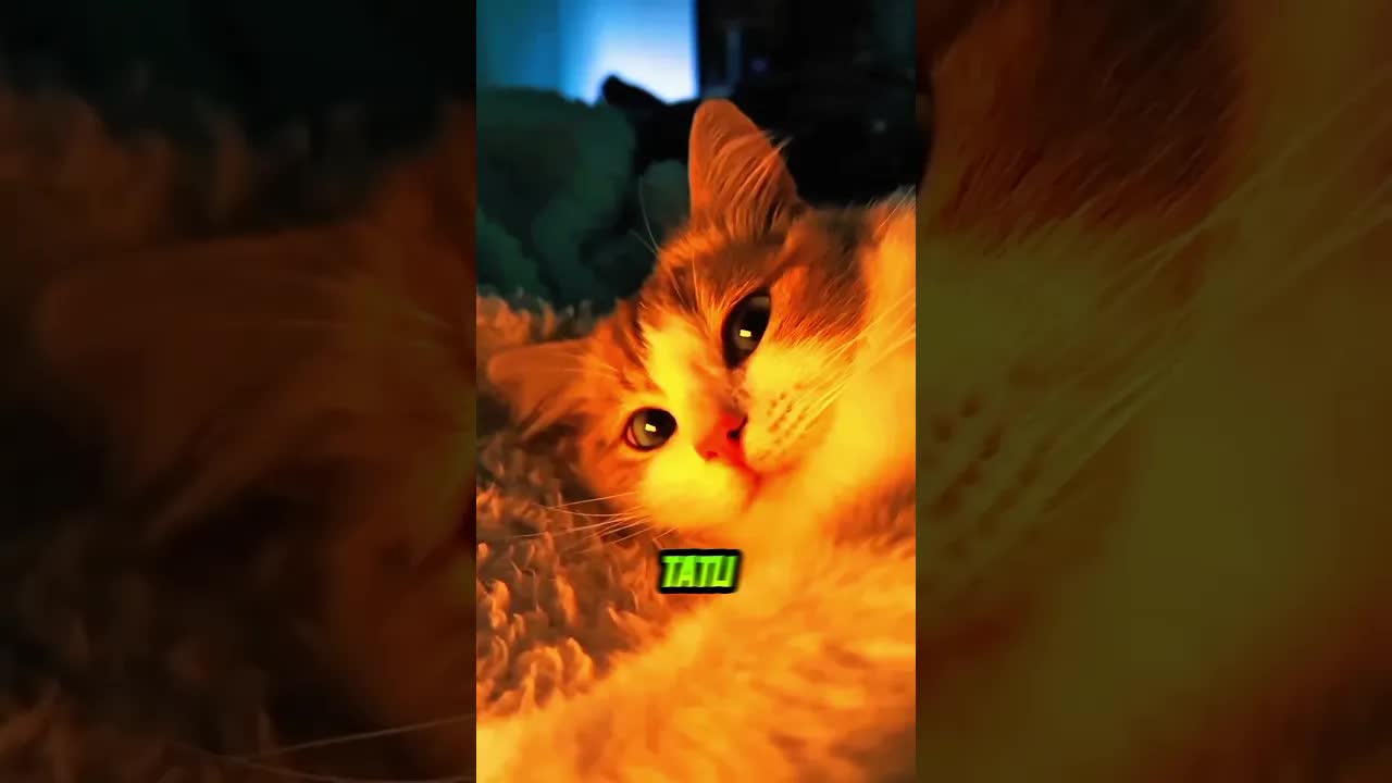 Frenleri Bozulan Hızlı Tren ve Tatlı Kedi
