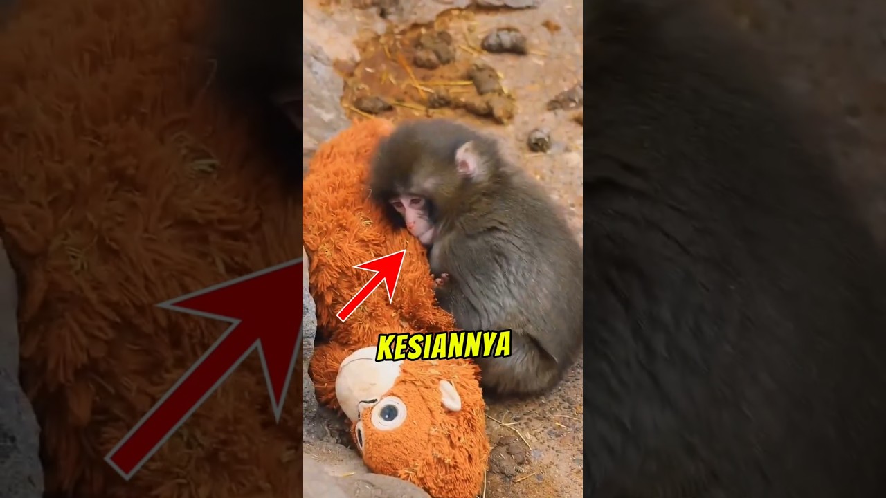 Panci Monyet Kecil dan Plushie IKEA
