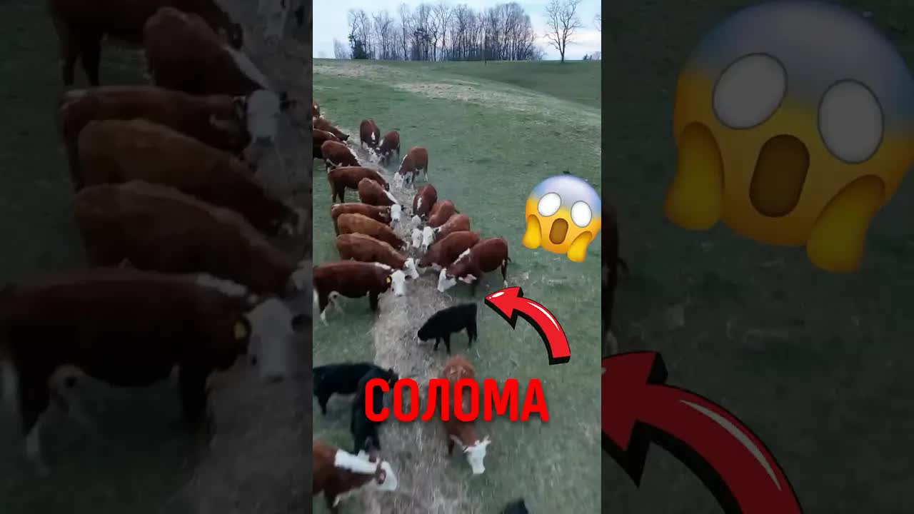 Почему тюки сена делают круглыми?