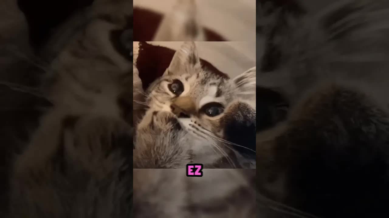A csáó a világ leglustább kutyája?