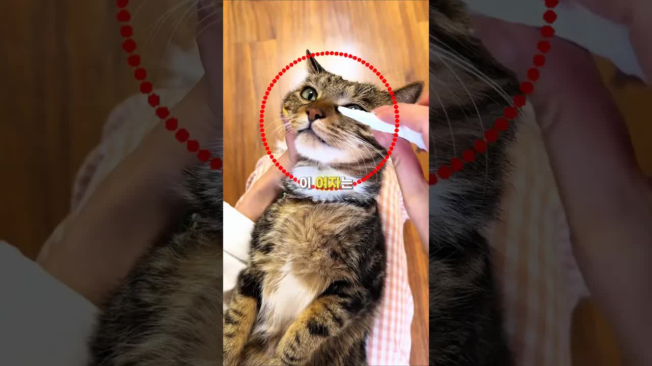 고양이 코에서 점액 제거하는 모습