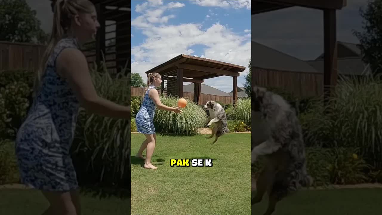 Vyber si sport a zjisti svého psa