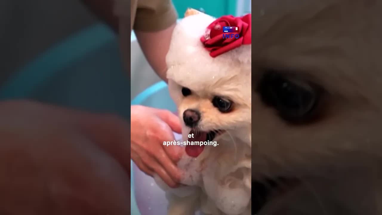 Les chiens choyés comme des enfants au Japon