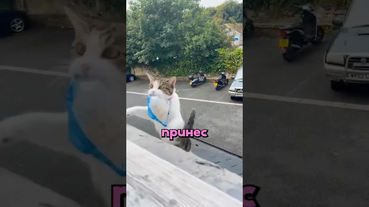 Кот приносит лотерейный билет и чипсы