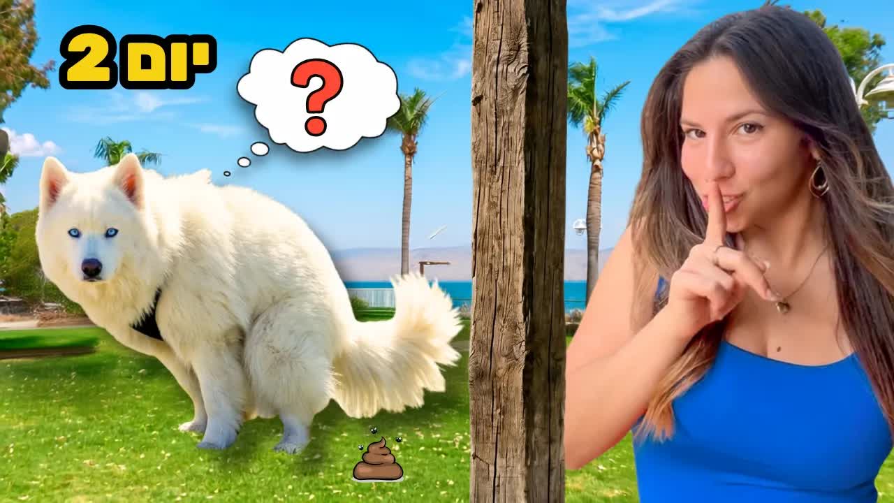 האם ההאסקי שלי מזהה אותי מ־100 מטר?