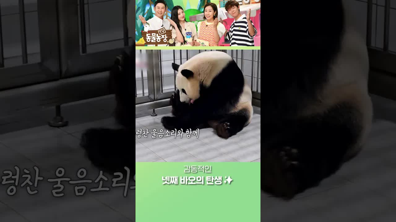 아이바오, 판다 출산 현장 공개