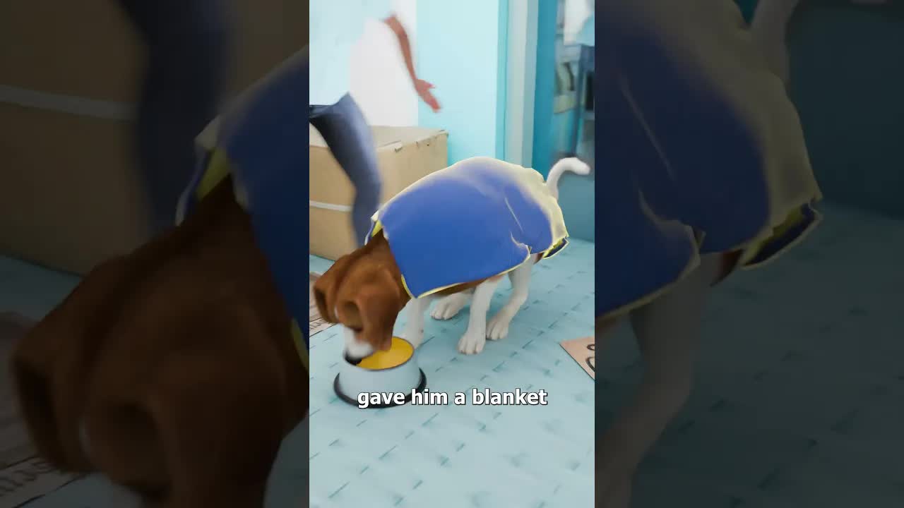 How a Street Dog Became Royalty