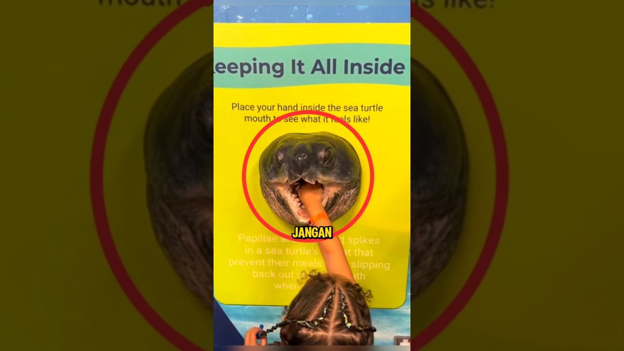 Jangan Masukkan Tangan ke Mulut Penyu Laut