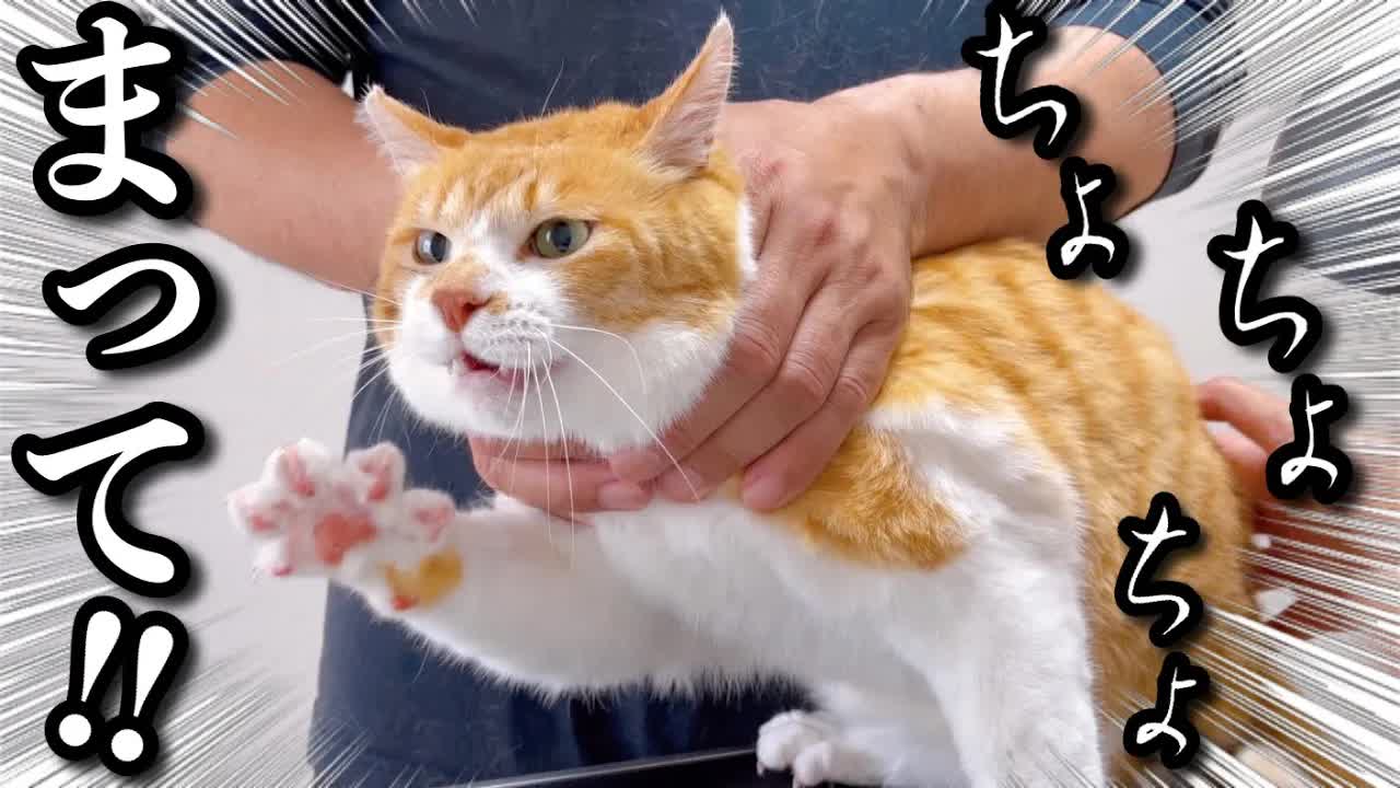 元トリマーが猫シャワー！チャチャの反応