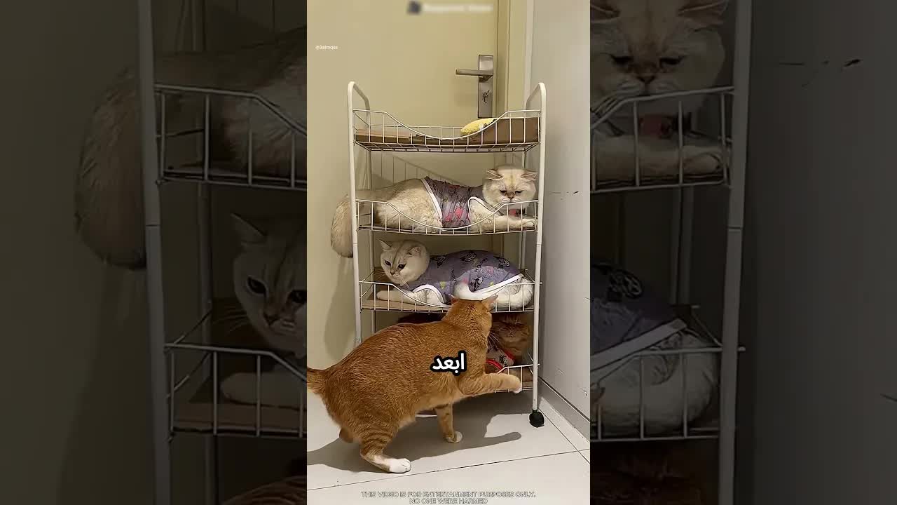 قطط ذكية تجد مكانًا للنوم