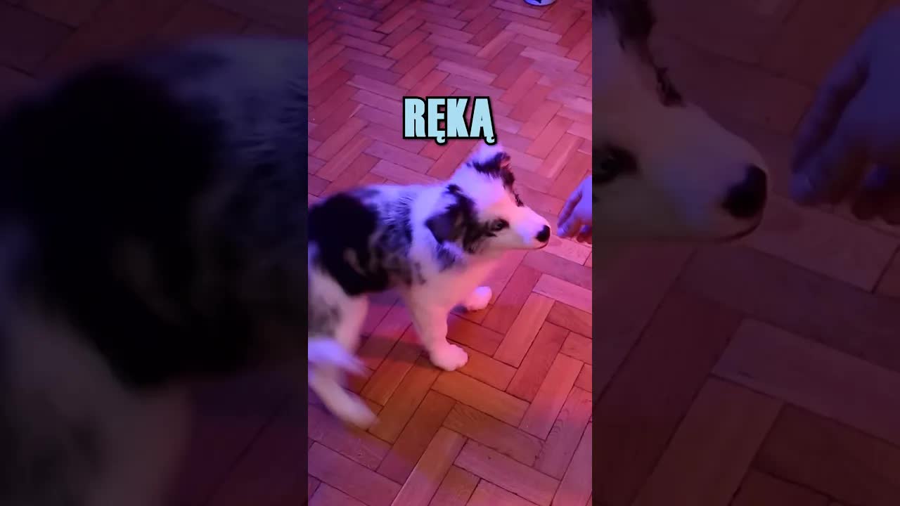 Jak nauczyć psa komendy obrót?