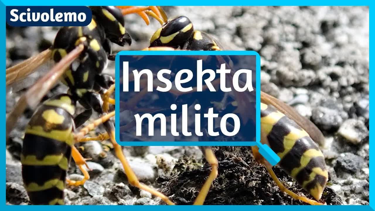 Kiel insektoj defendas sin en la naturo