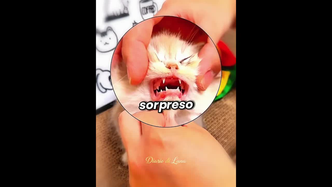Il morso del gattino sorprende il padrone