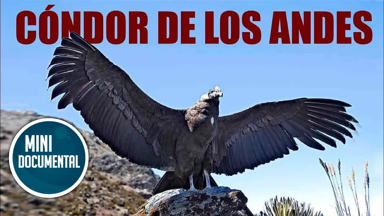 El cóndor andino: ave majestuosa de los Andes