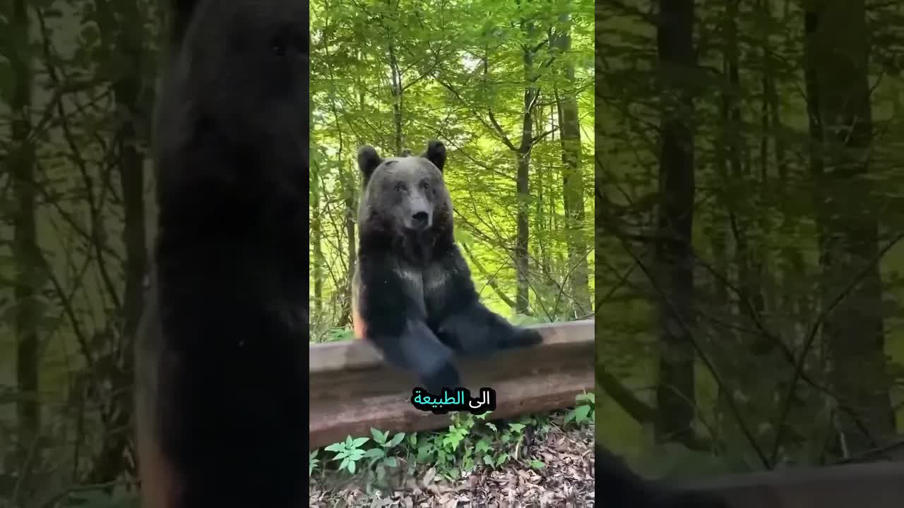 قصة الدب الذي عاد ليشكر من أنقذه
