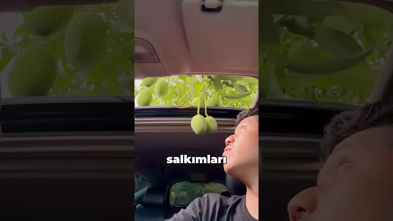 Sunroof ile mango çalmaya çalışan çocuk