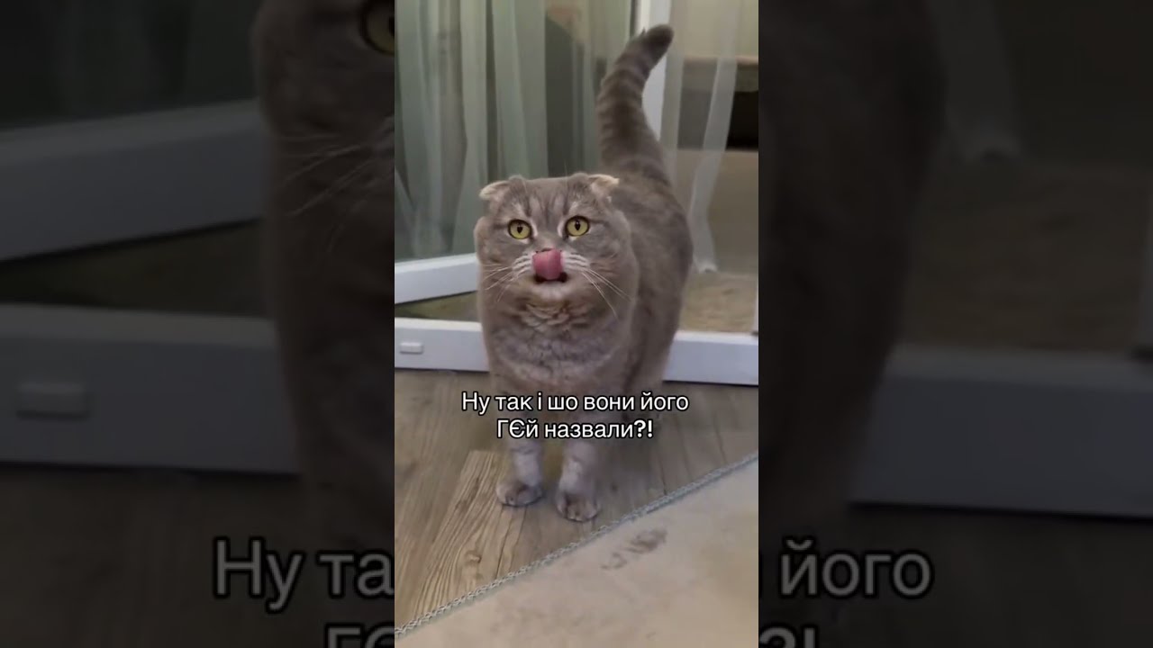 Чому кота не можна назвати Грей?