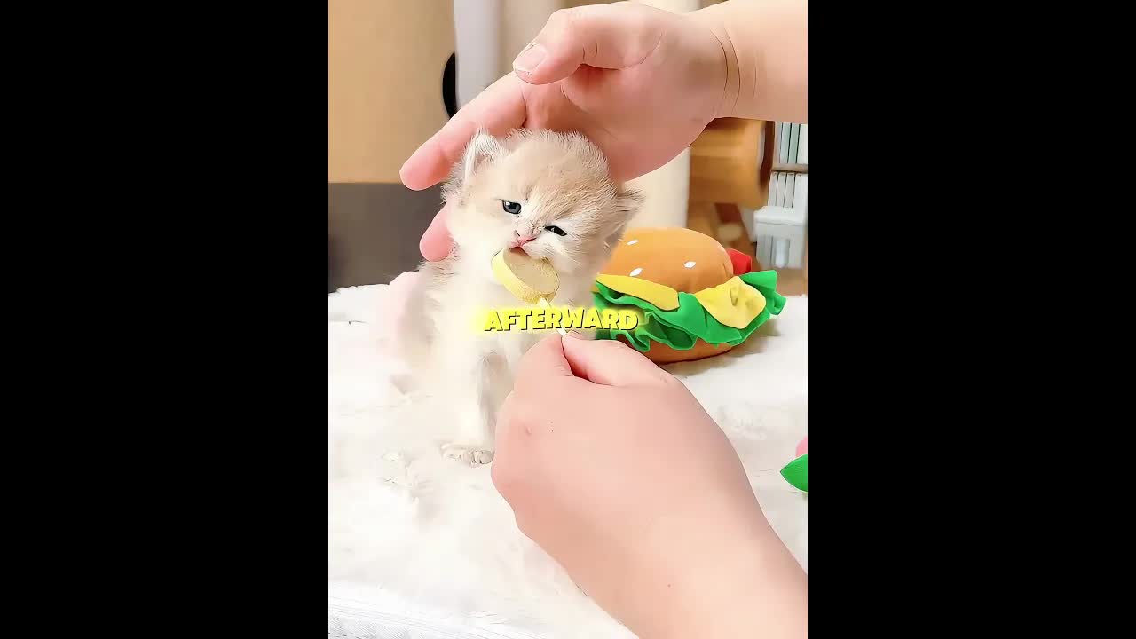 Testing My Kitten's Shark Teeth