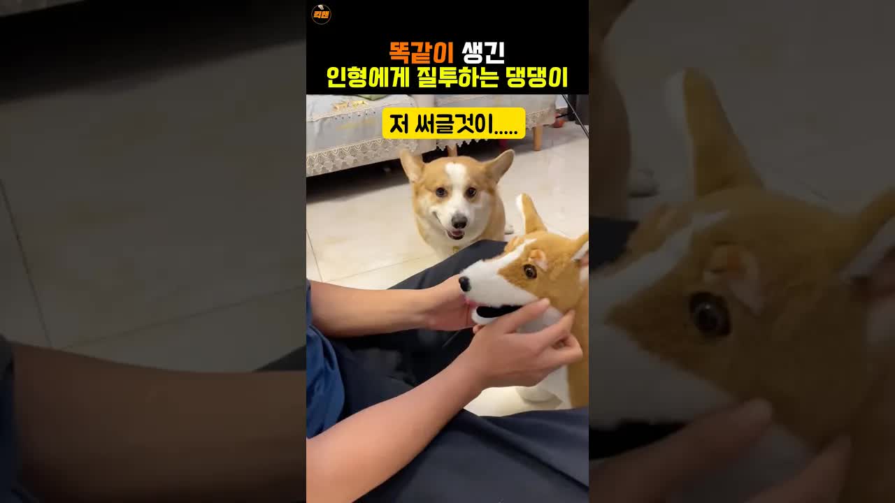 인형에 질투한 댕댕이의 복수