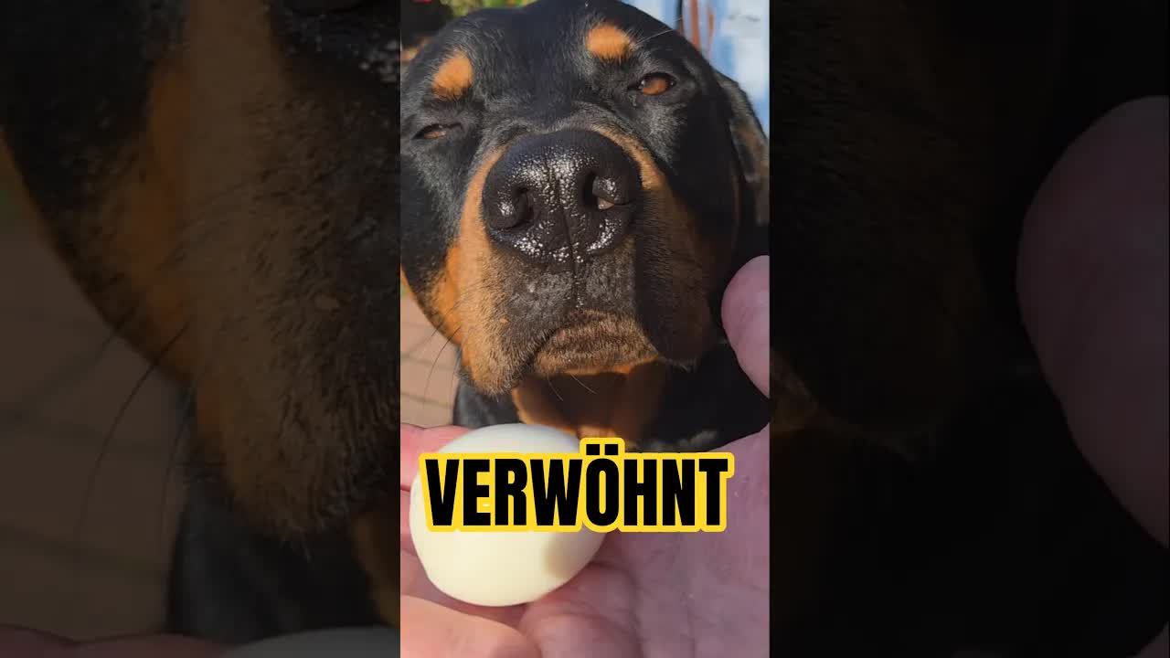 Ares wird beim Frühstück verwöhnt