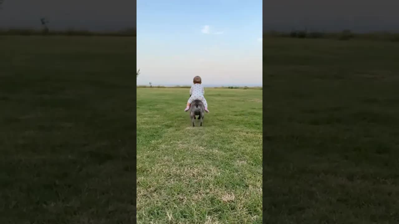 A minha cachorra levou a bebê