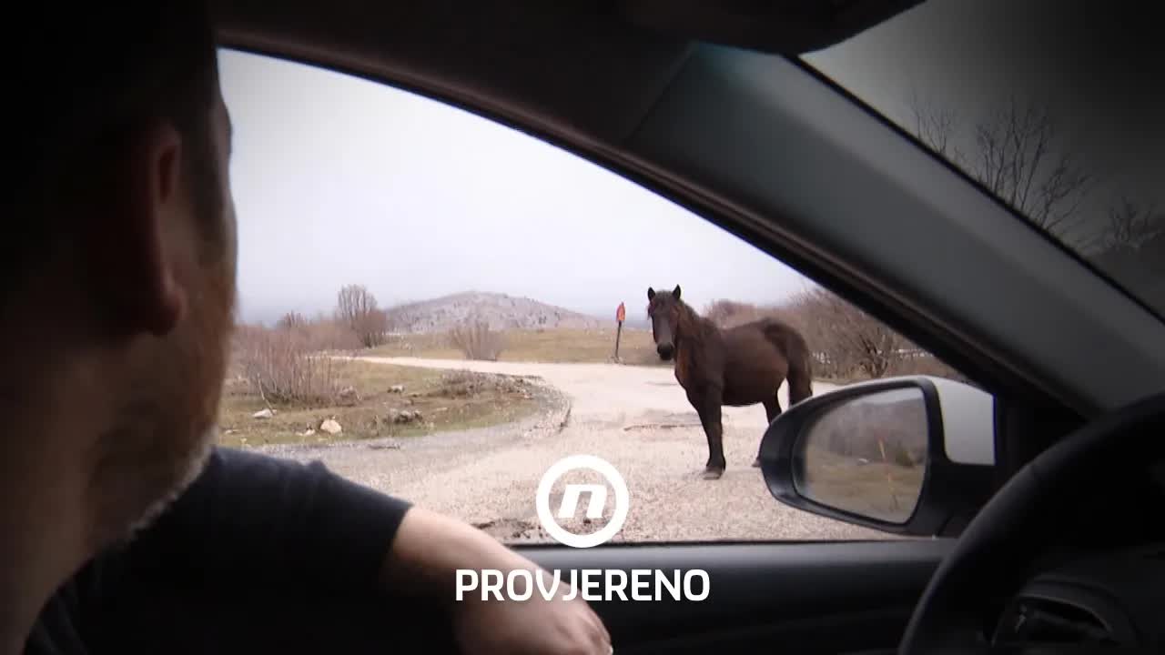 Kako je jedna općina zaustavila lutajuće konje