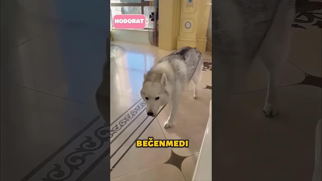 Köpeğin Sosisi Saklama Hilesi