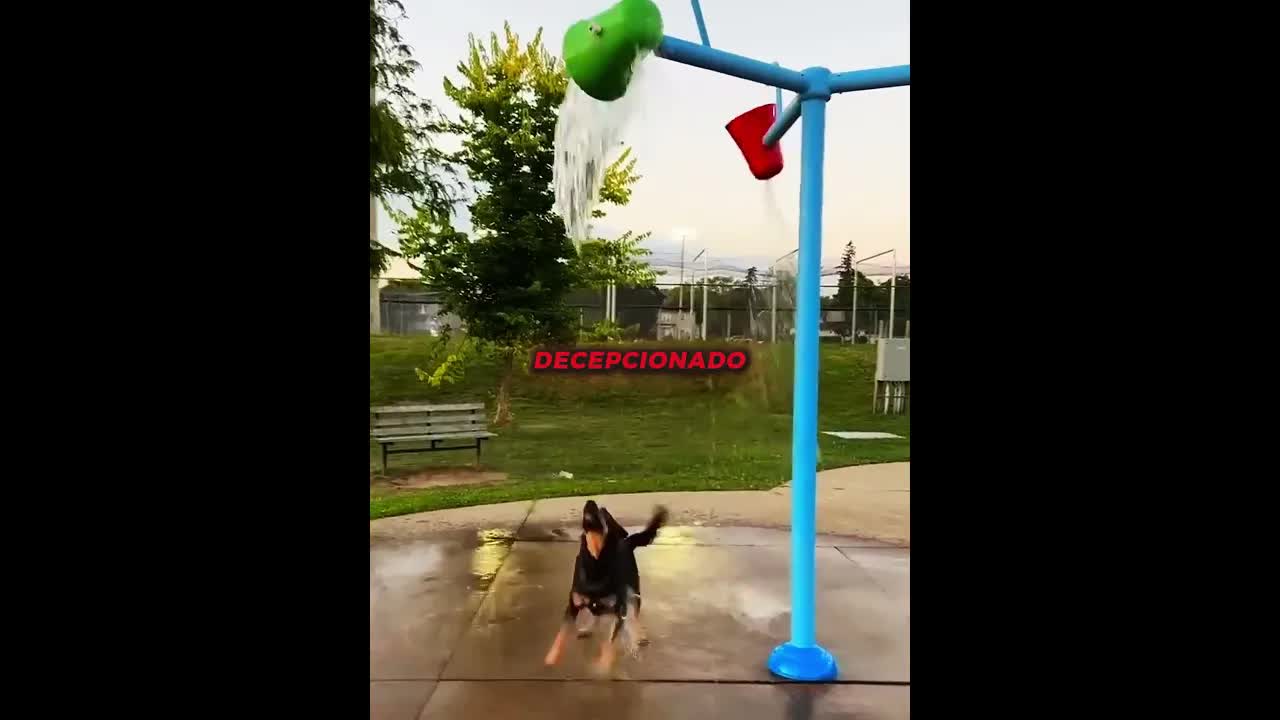 Cachorro se diverte com pouco água