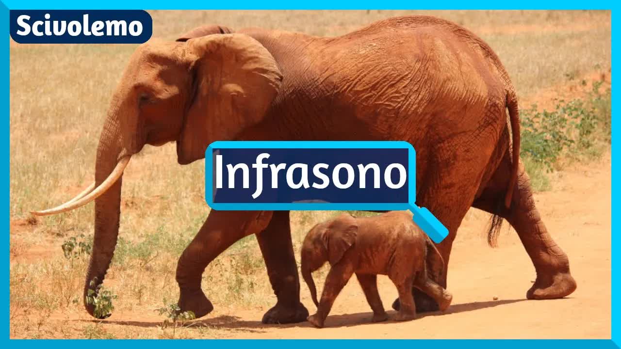 Kiel elefantoj komunikas per infrasono