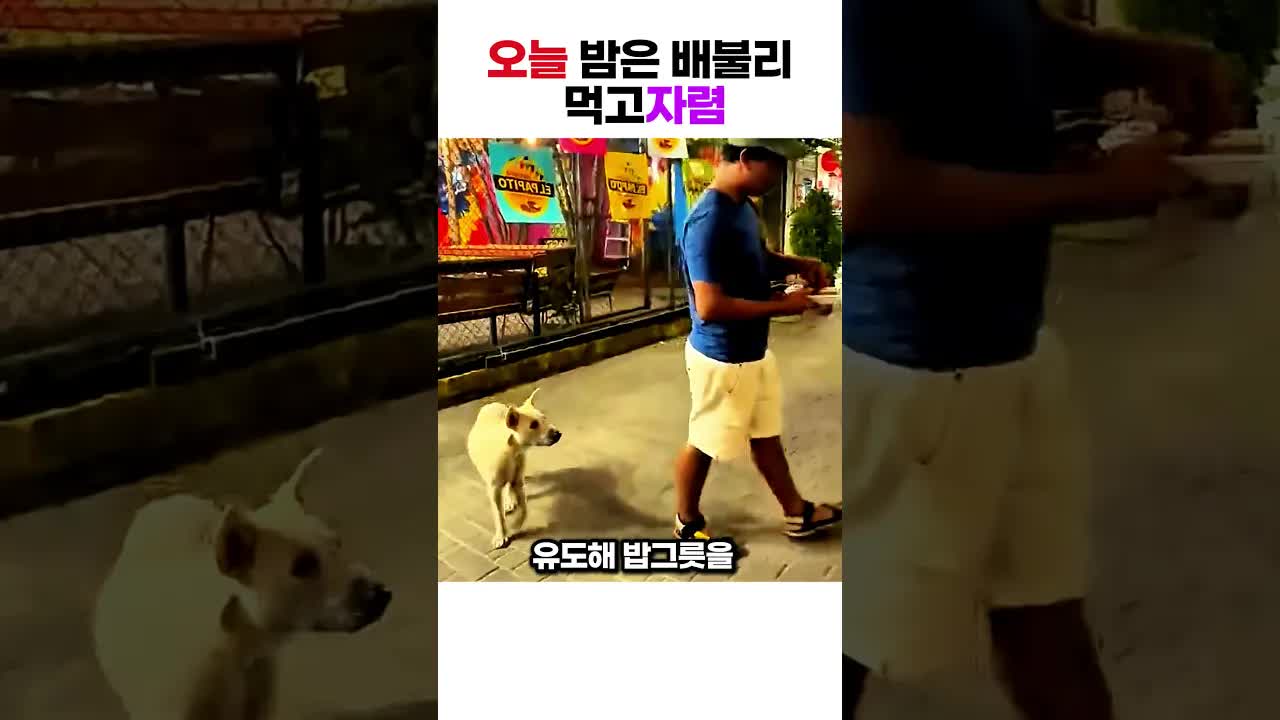 굶주린 유기견에게 밥을 준 따뜻한 아저씨