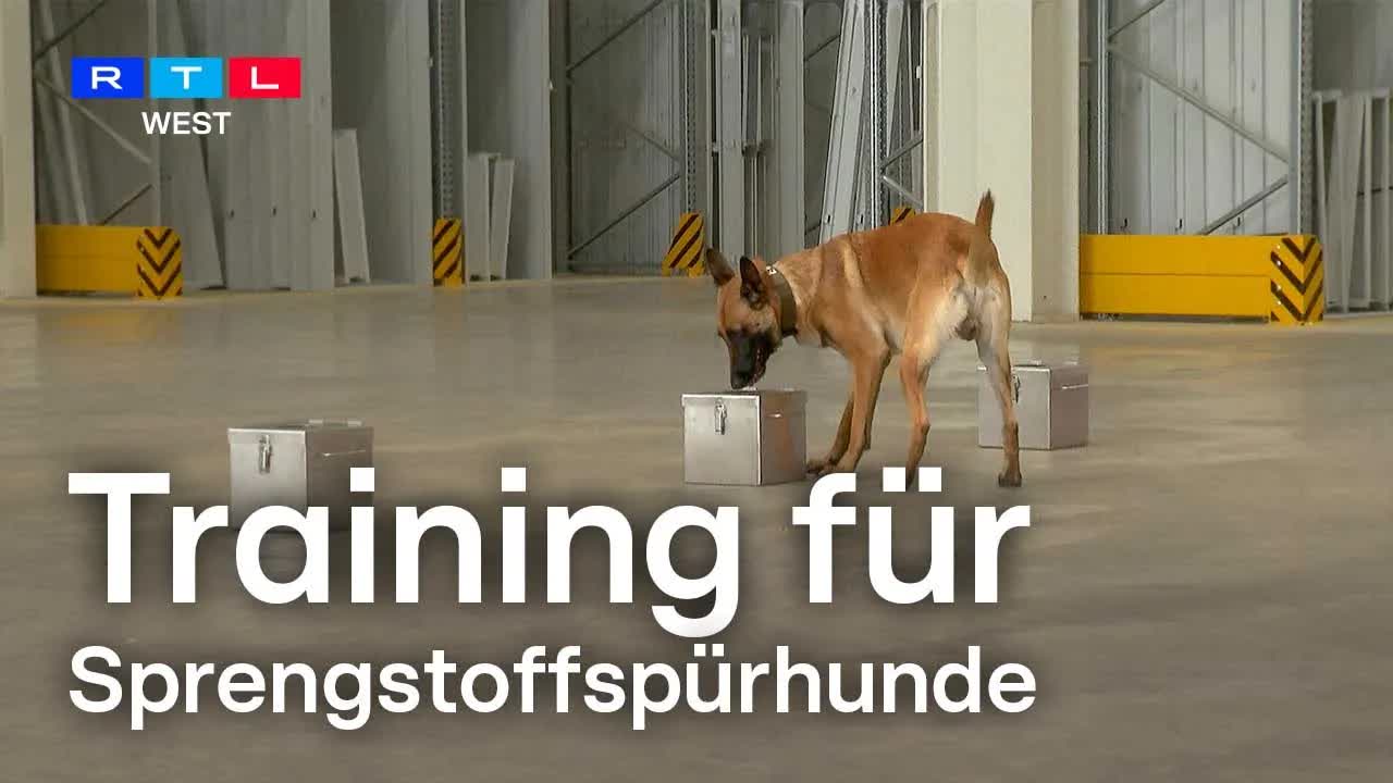 Training für Sprengstoffspürhunde in Nordrhein-Westfalen