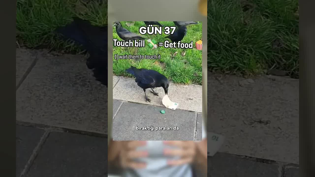 Kargaların Para Toplama Serüveni
