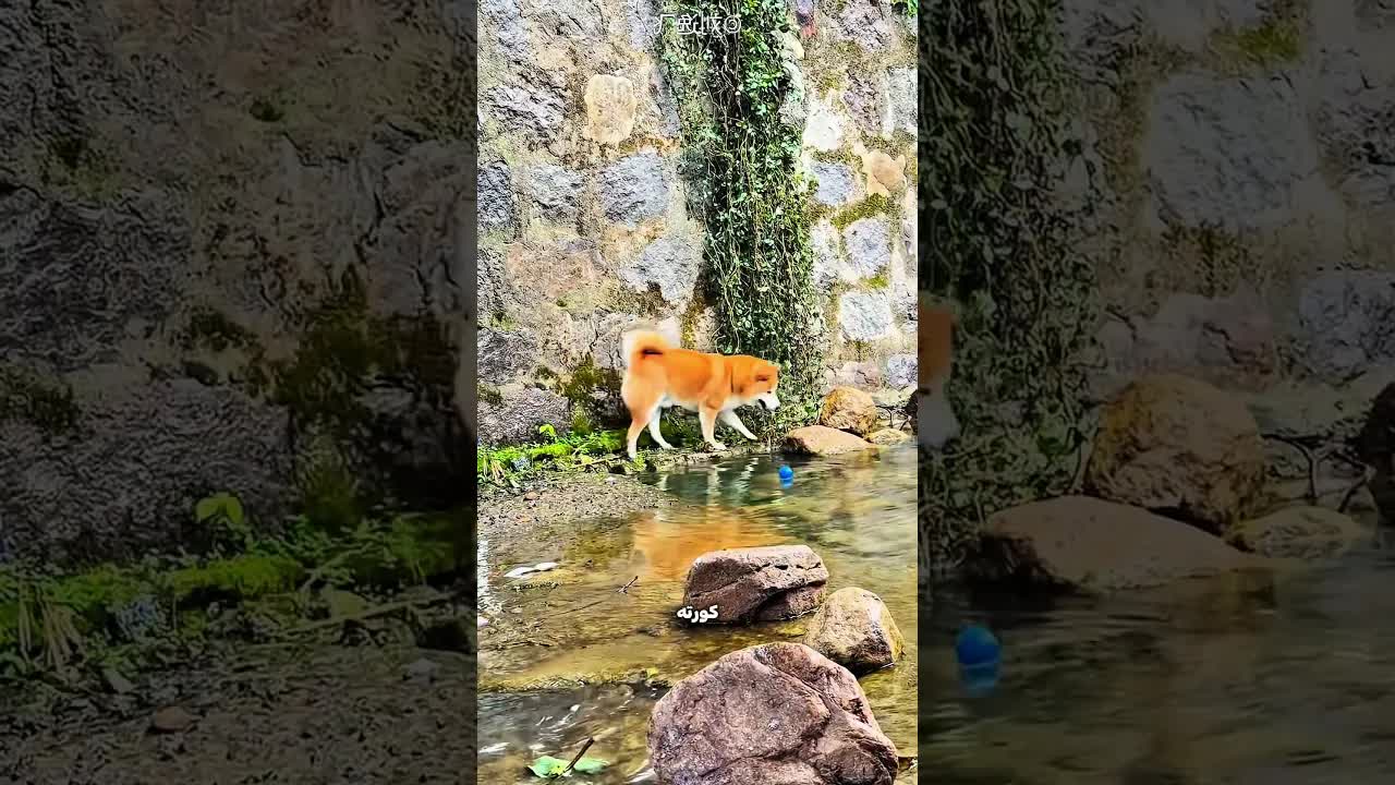 كلب يحاول ينقذ كورته من الميه
