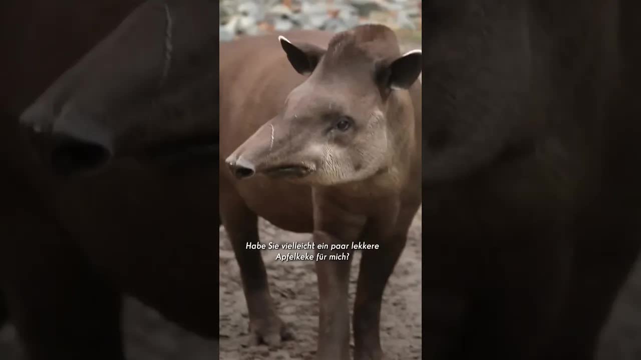 Tiere im Zoo sprechen Holländisch