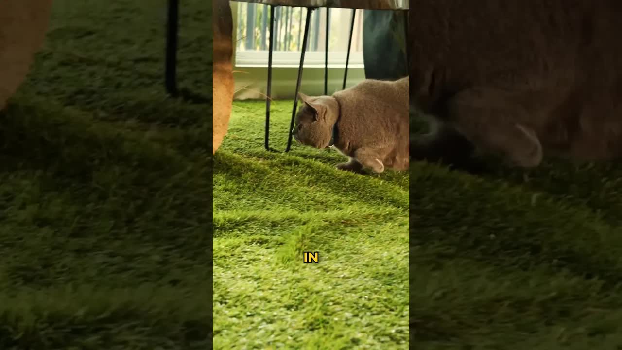 Un gatto che si crede Mufasa