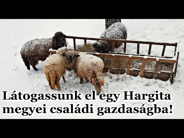 Látogatás egy erdélyi családi gazdaságban