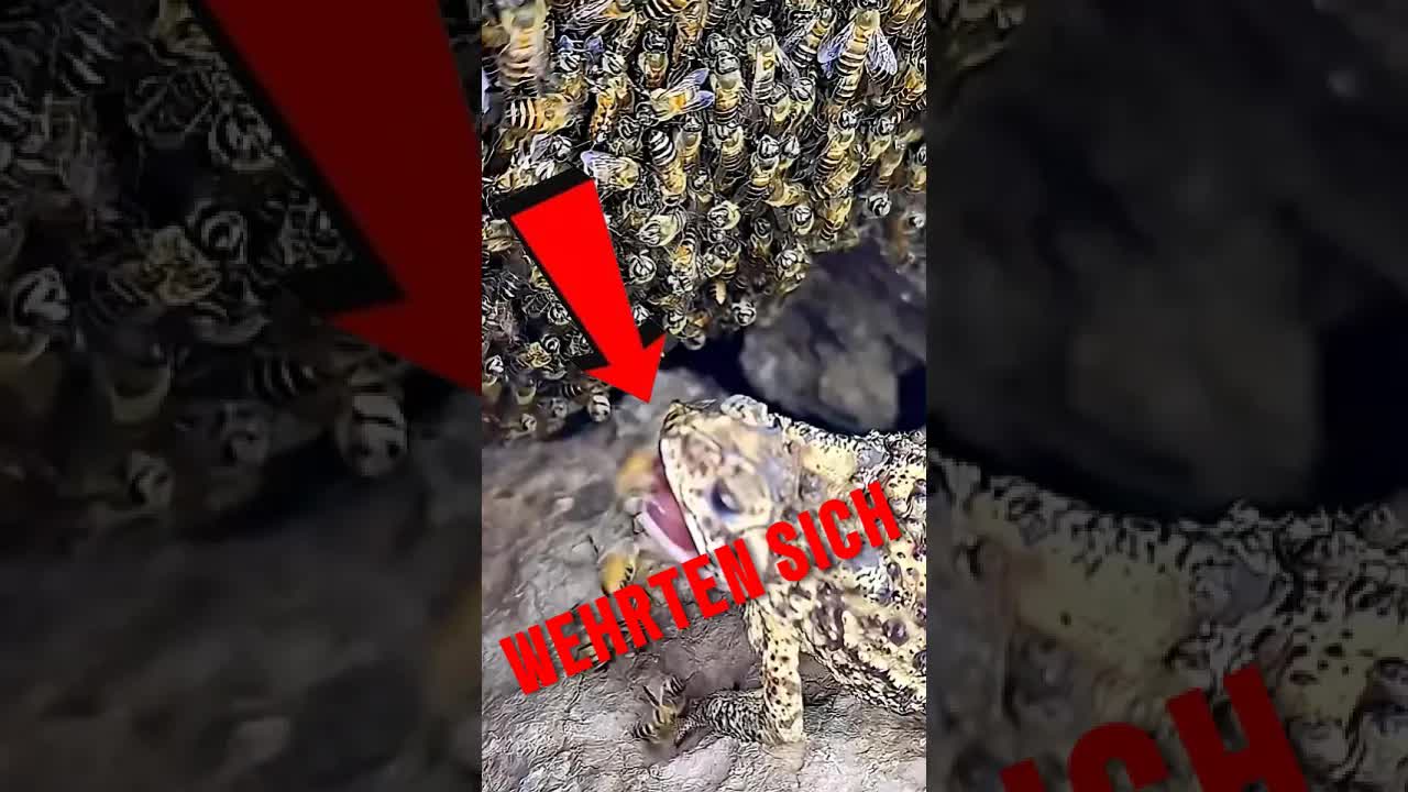 Warum griffen Bienen diese Kröte an?
