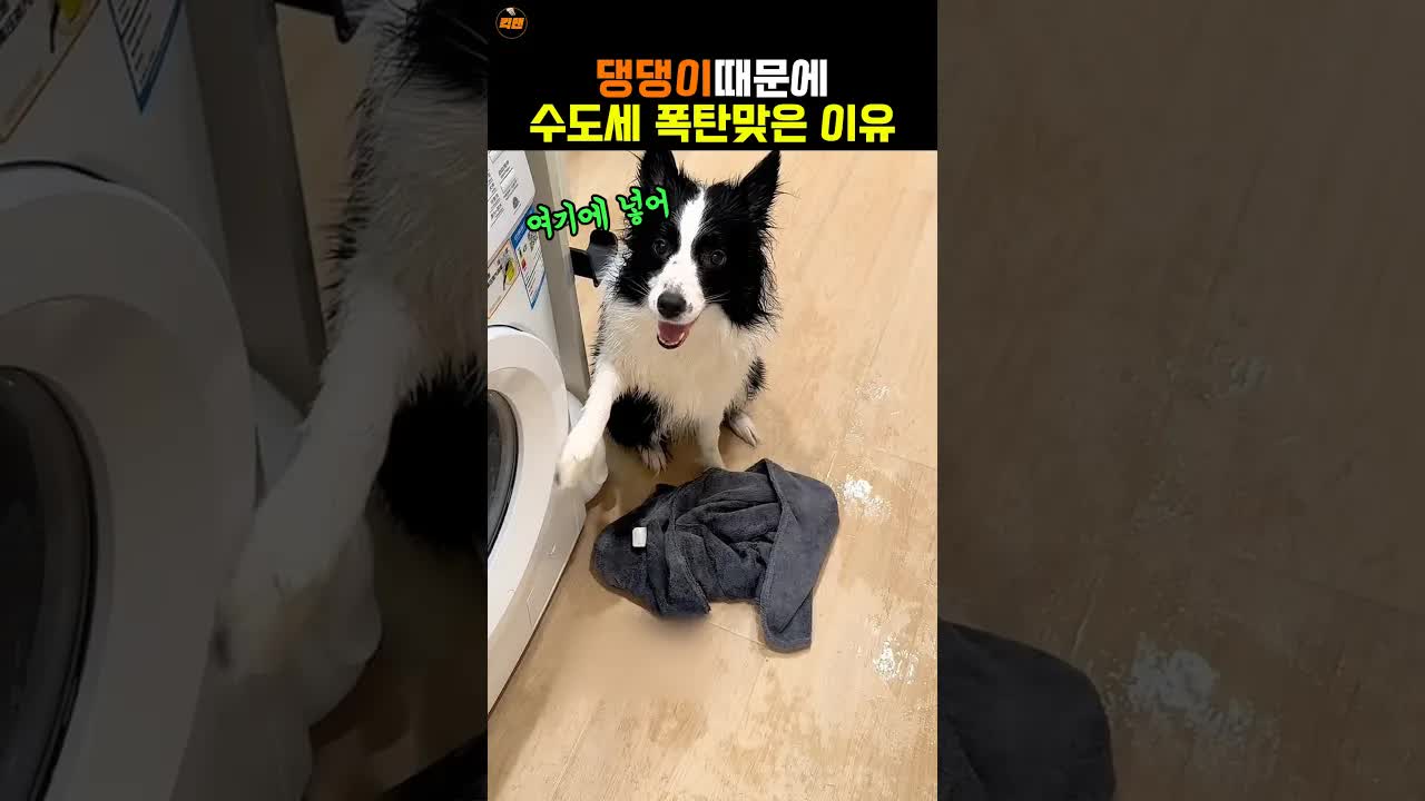 천재견의 샤워 루틴과 주인 반응