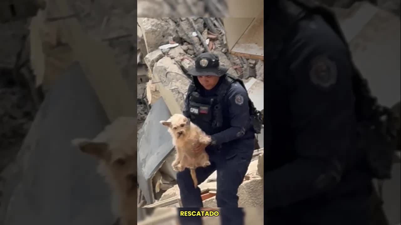 Perros rescatistas en el terremoto de Venezuela