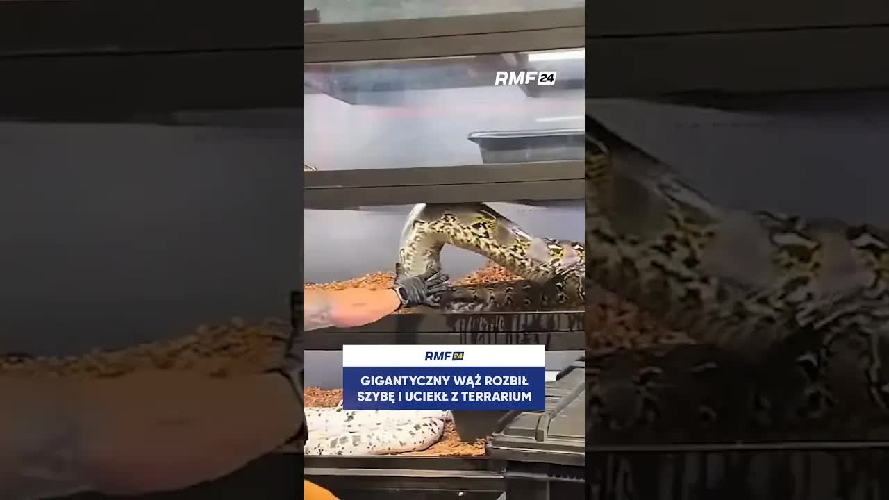 Gigantyczny wąż uciekł z terrarium po rozbiciu szyby